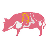 Image boyaux menu de porc