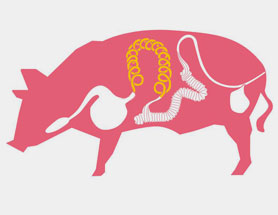 Image boyau de menu de porc